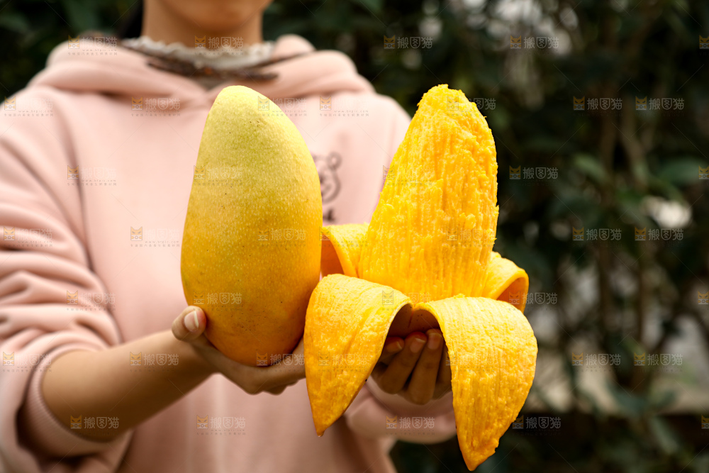 水仙芒