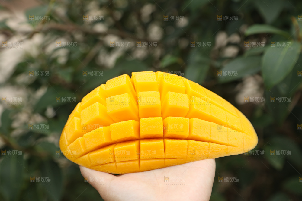 水仙芒
