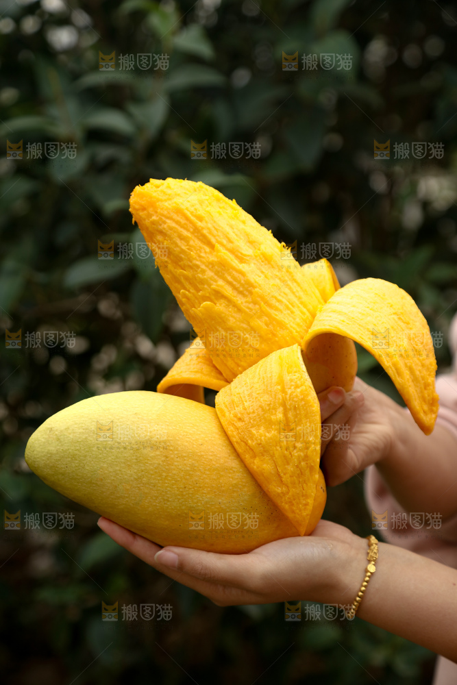 水仙芒