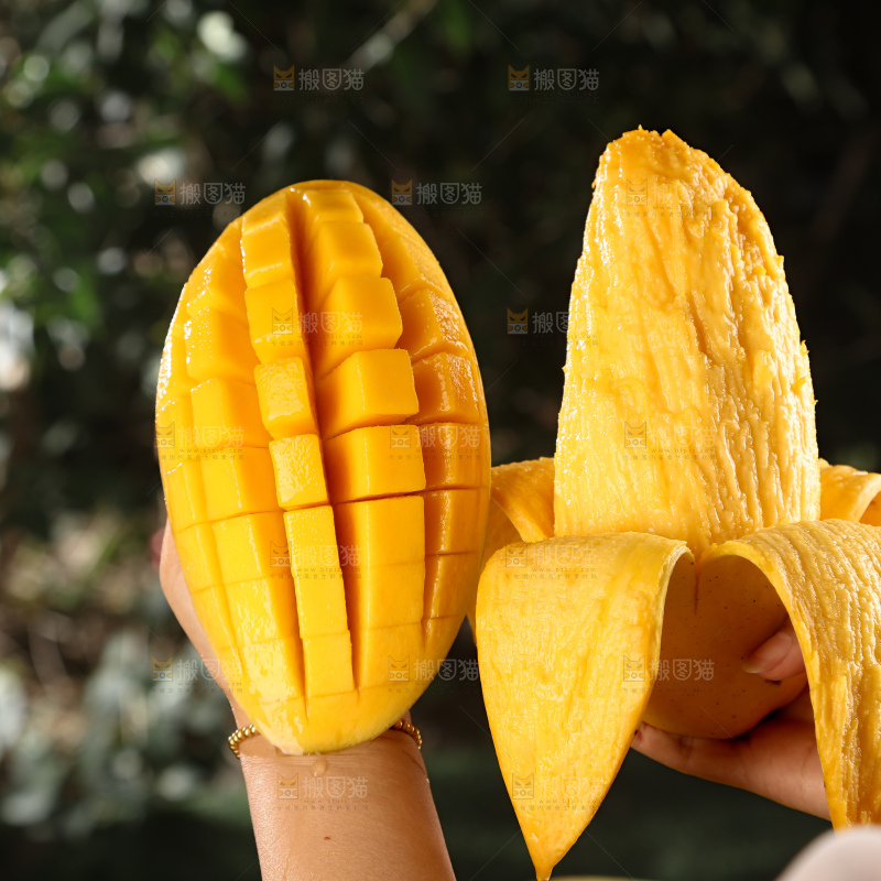 水仙芒