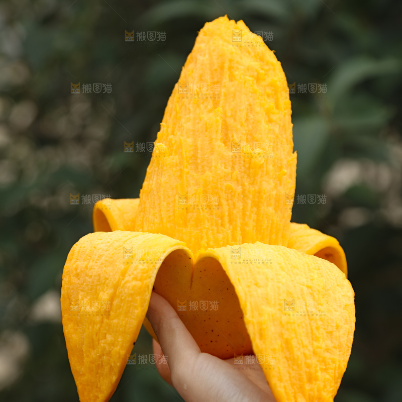 水仙芒