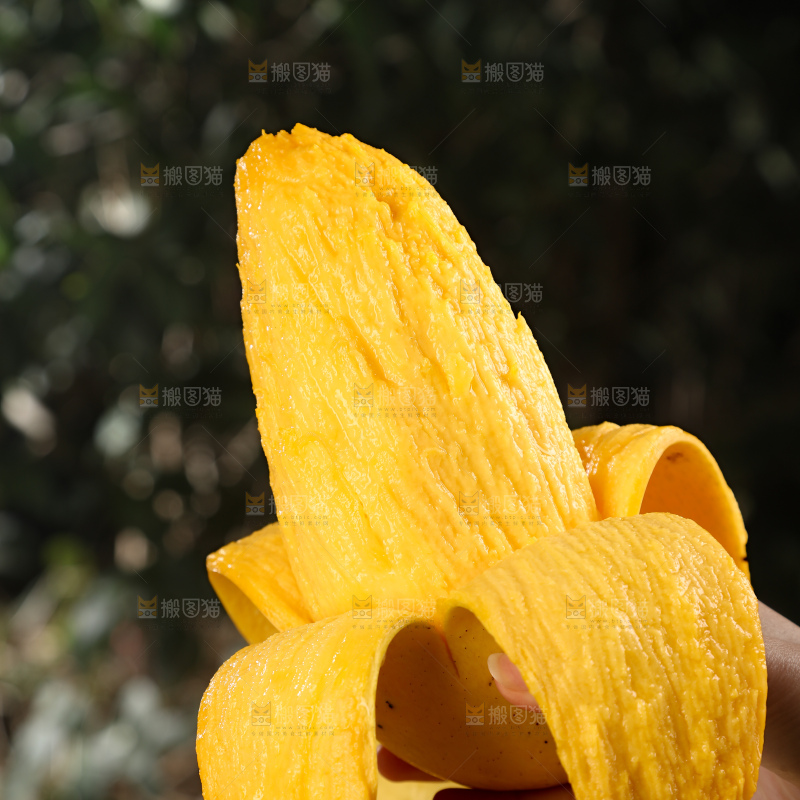 水仙芒