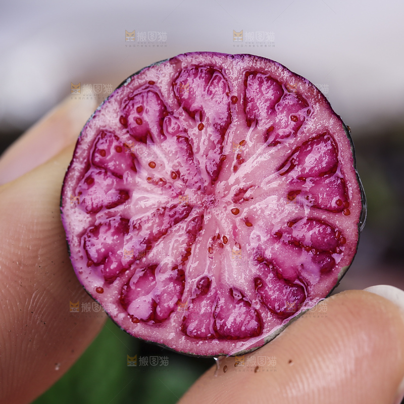 红果参
