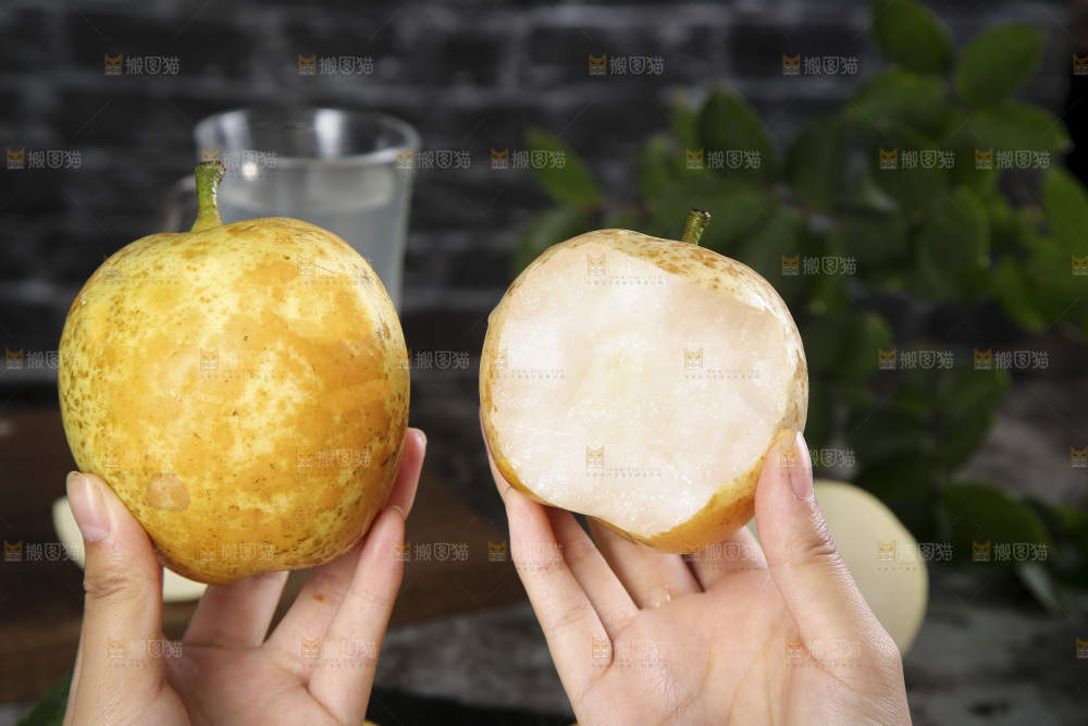 连州水晶梨