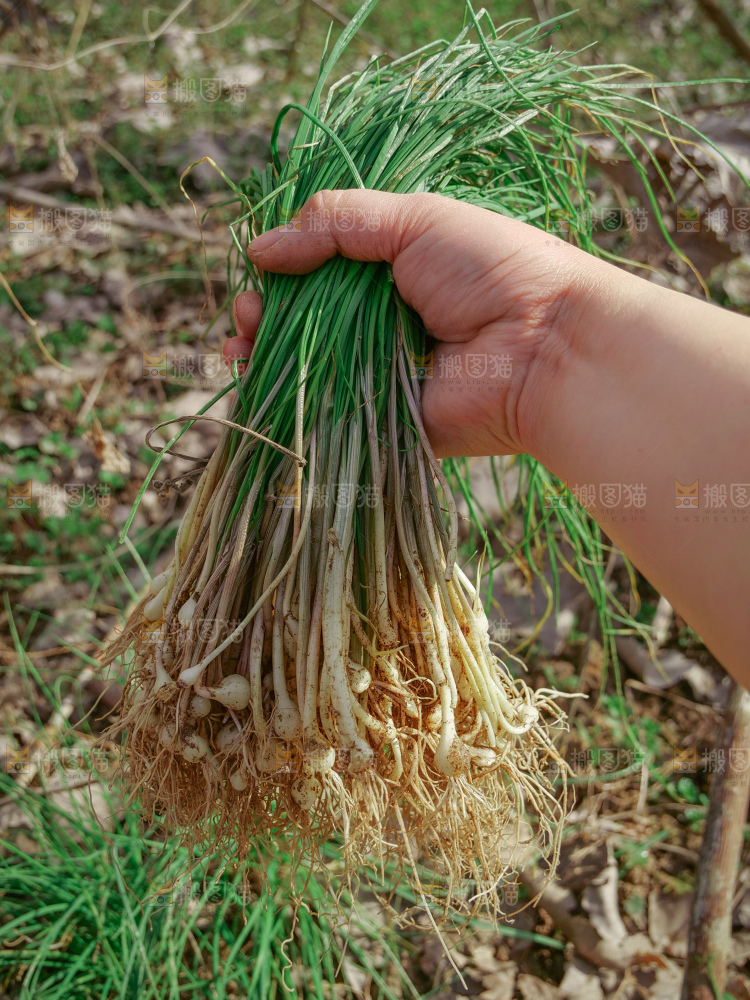 野葱