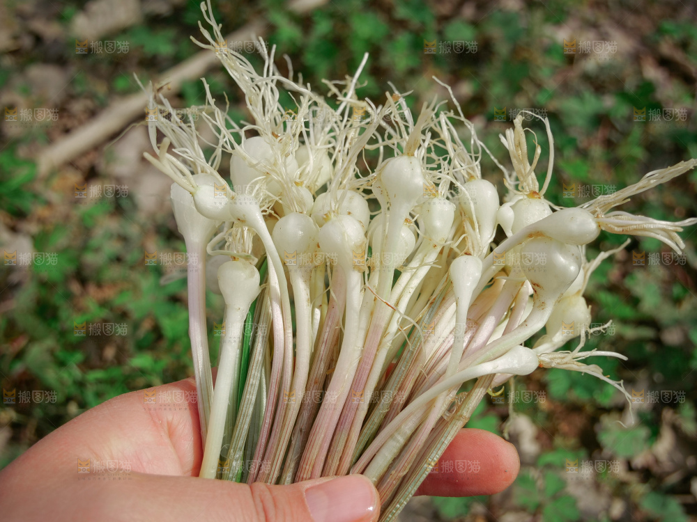 野葱