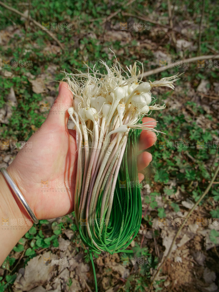 野葱
