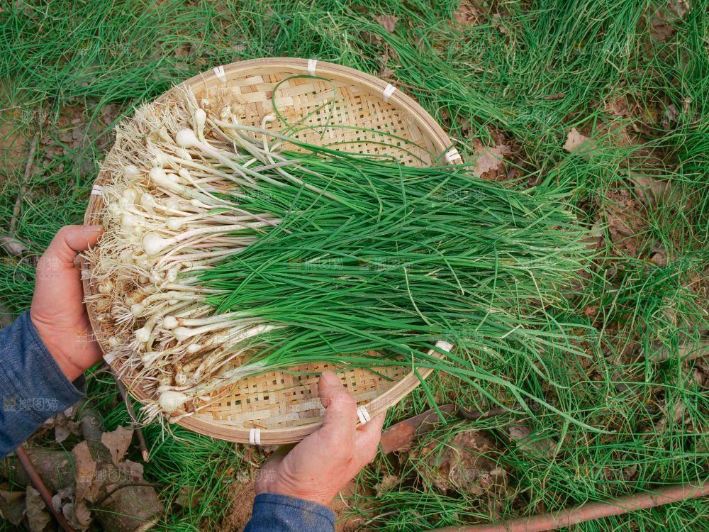 野葱