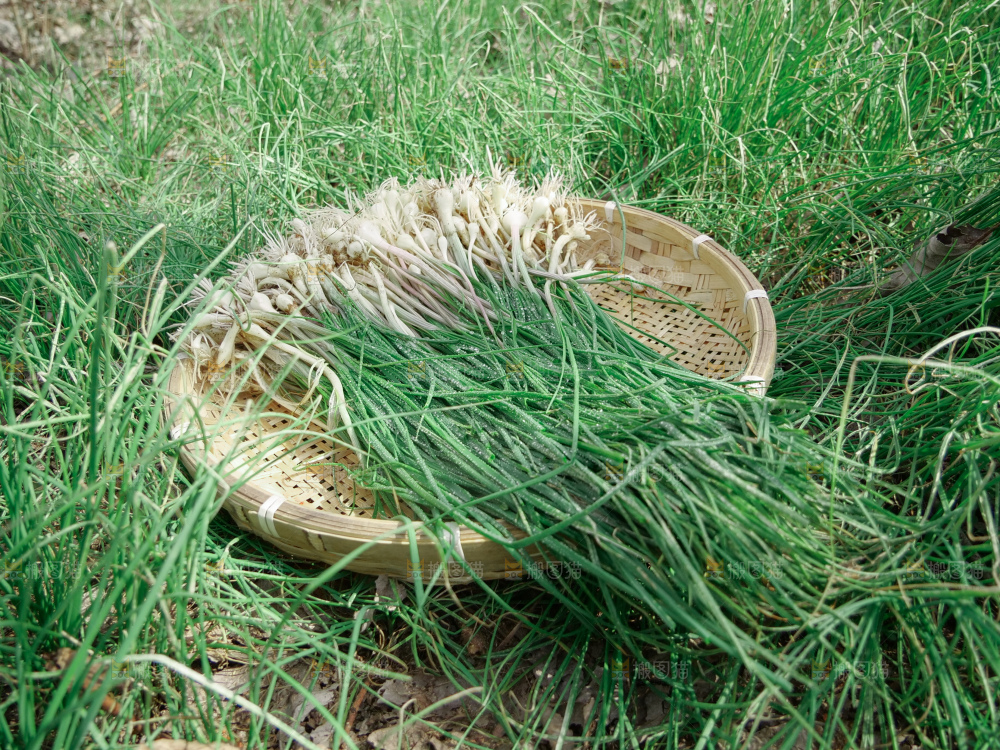 野葱