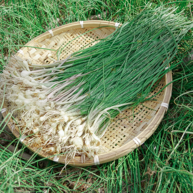 野葱