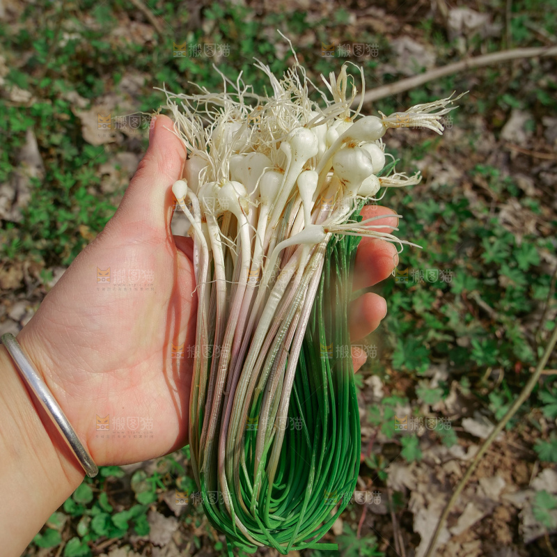 野葱