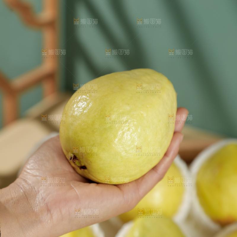 白心芭乐