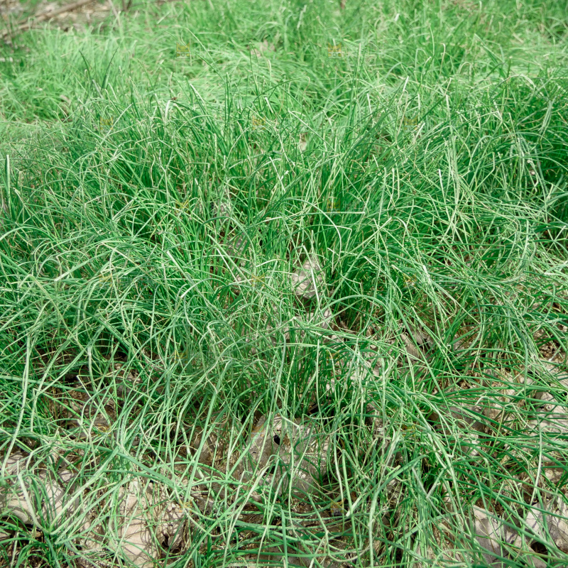 野葱