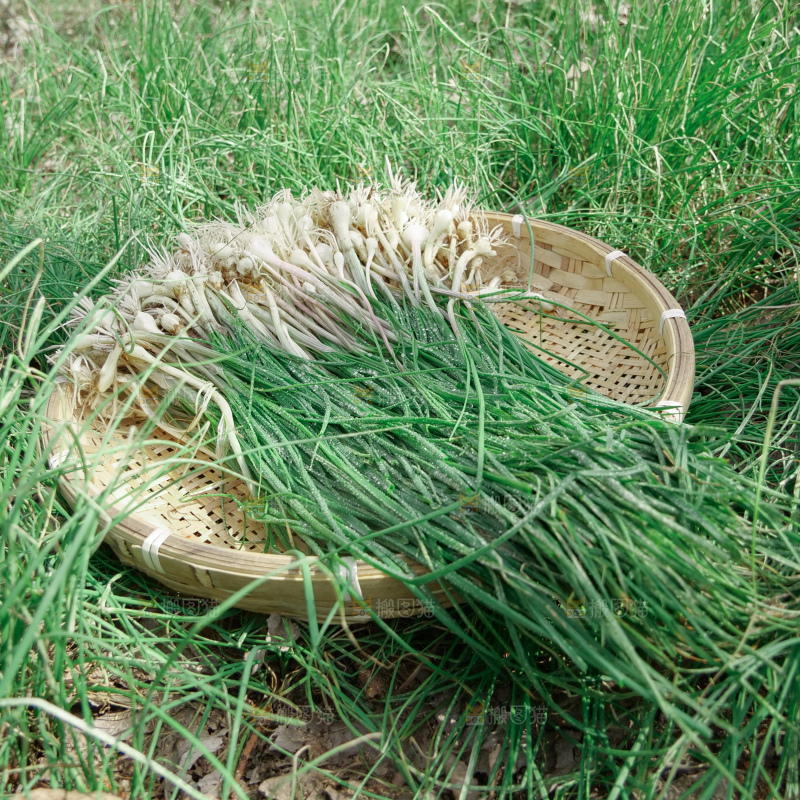 野葱