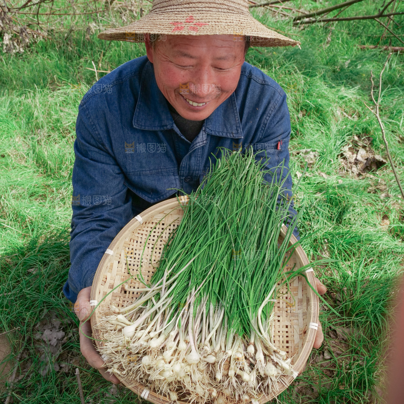野葱