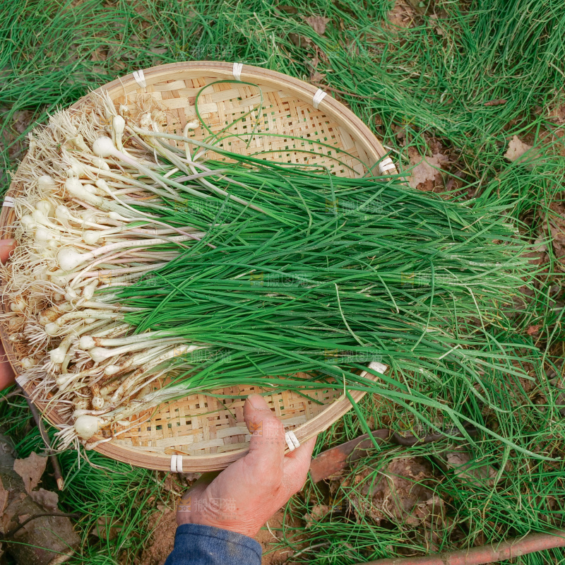 野葱