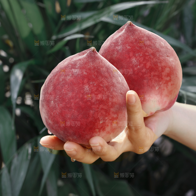 春雪水蜜桃