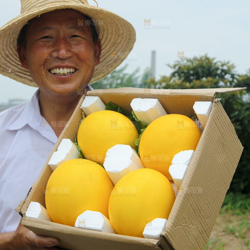 金美人蜜瓜