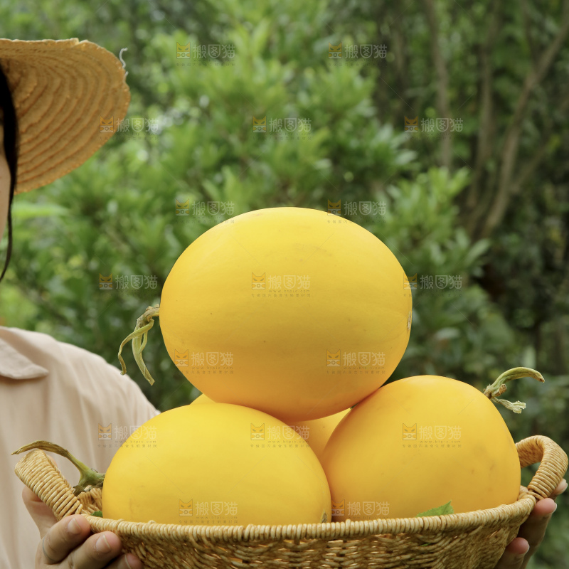 金美人蜜瓜