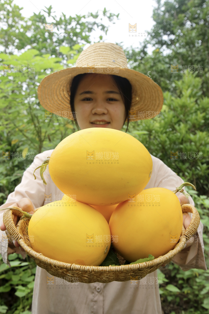 金美人蜜瓜