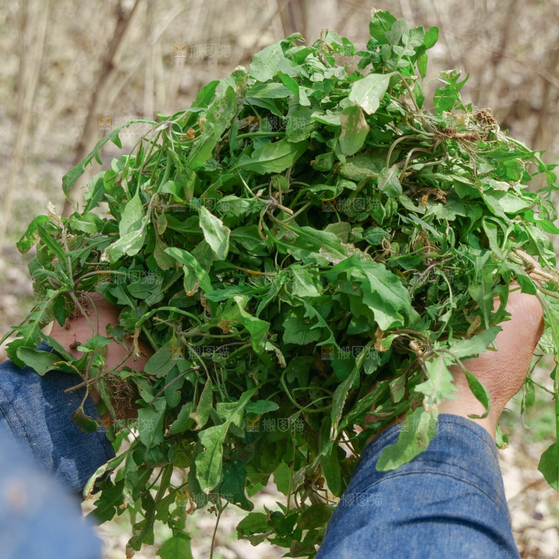 地菜