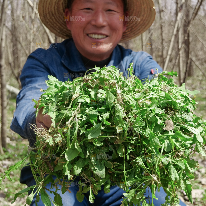 地菜