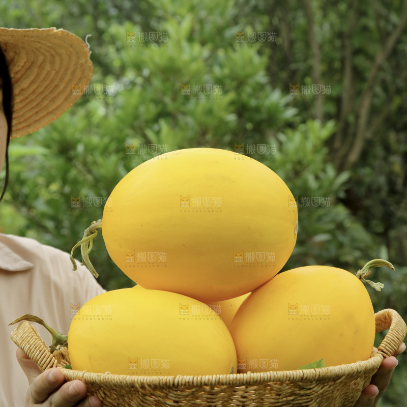 金美人蜜瓜