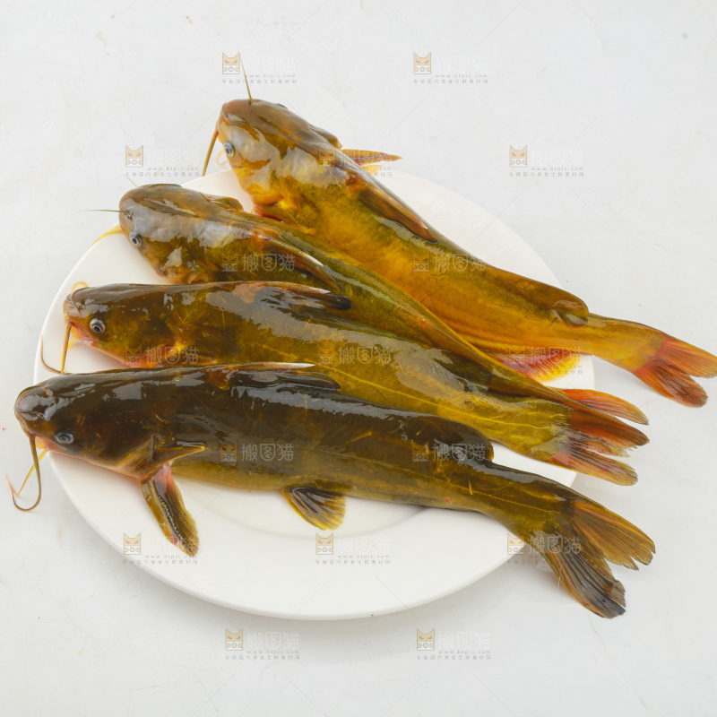 黄骨鱼