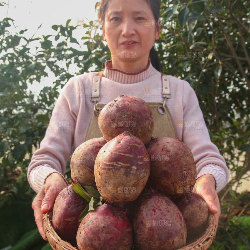 甜菜根