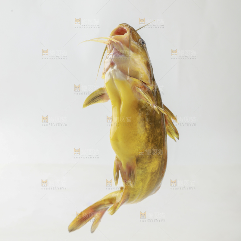 黄骨鱼