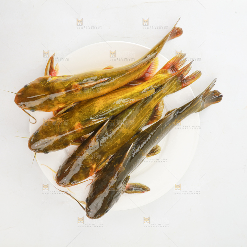黄骨鱼