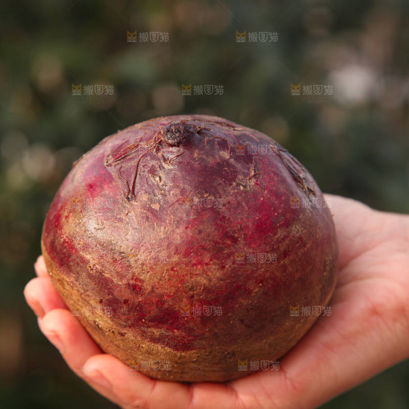 甜菜根