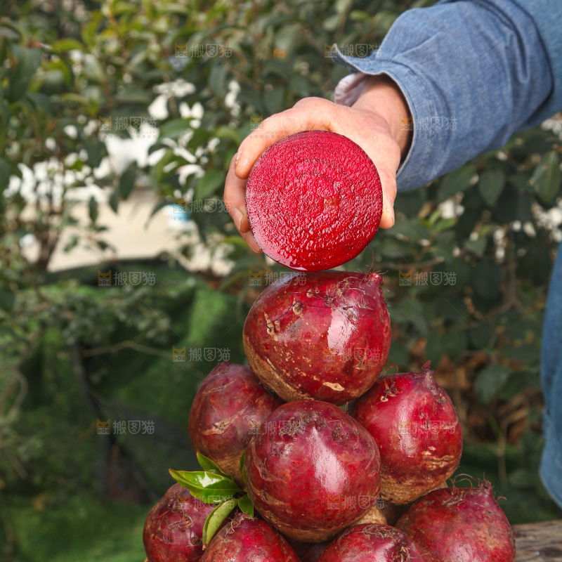 甜菜根