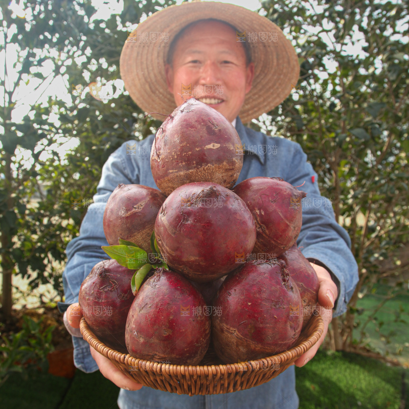 甜菜根