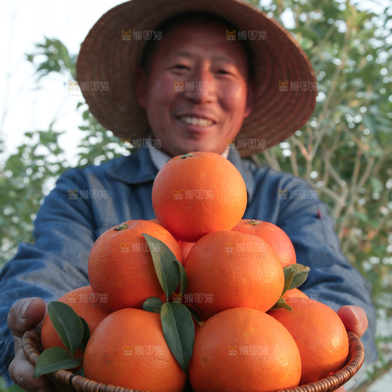 塔罗科血橙