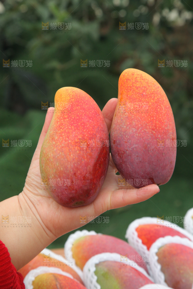 贵妃芒