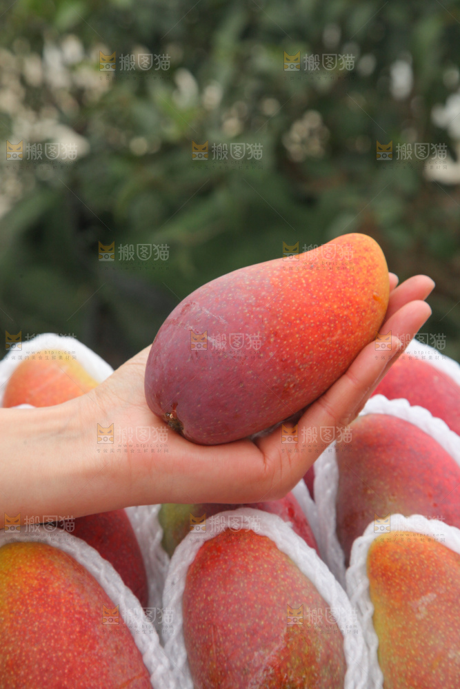 贵妃芒