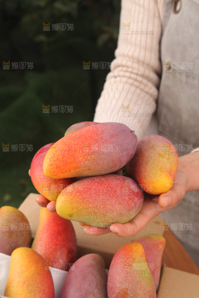 贵妃芒