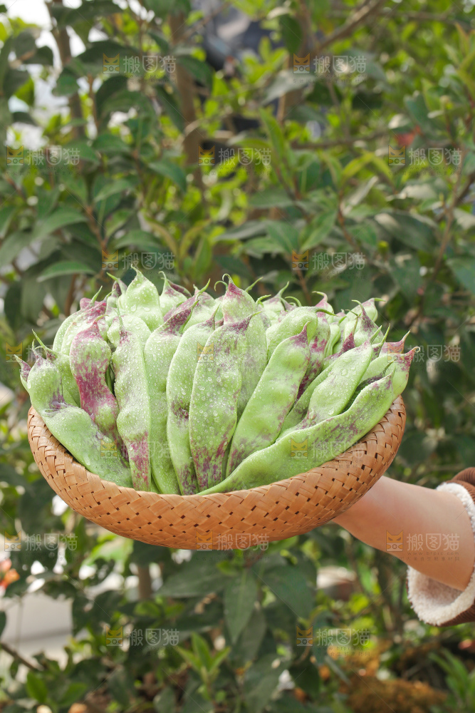 油豆角