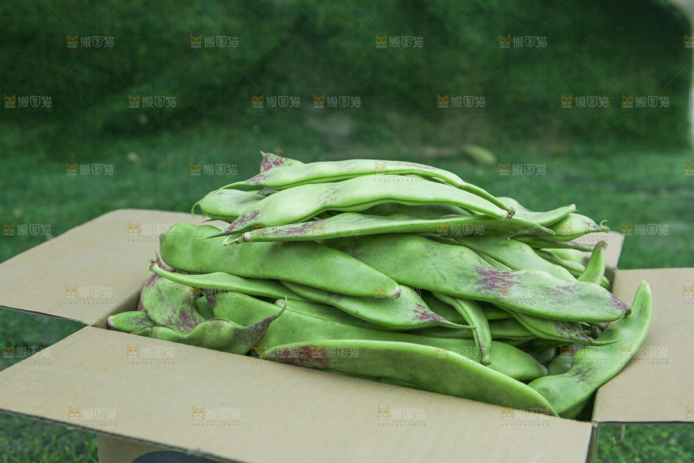 油豆角