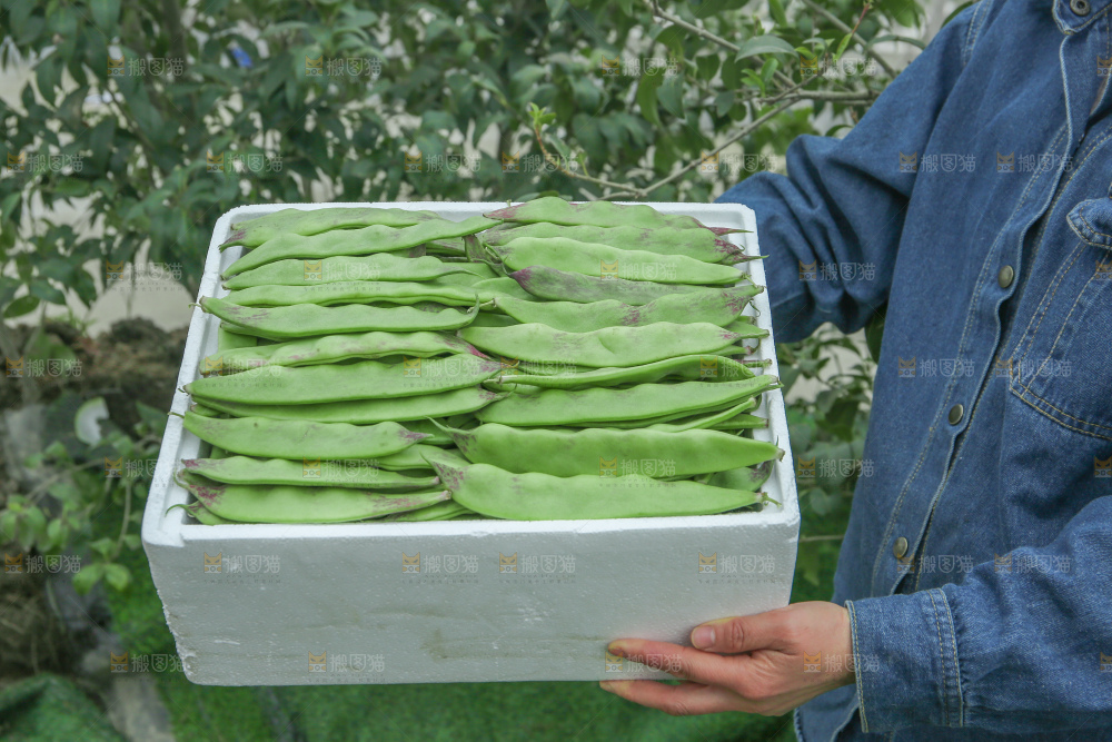 油豆角