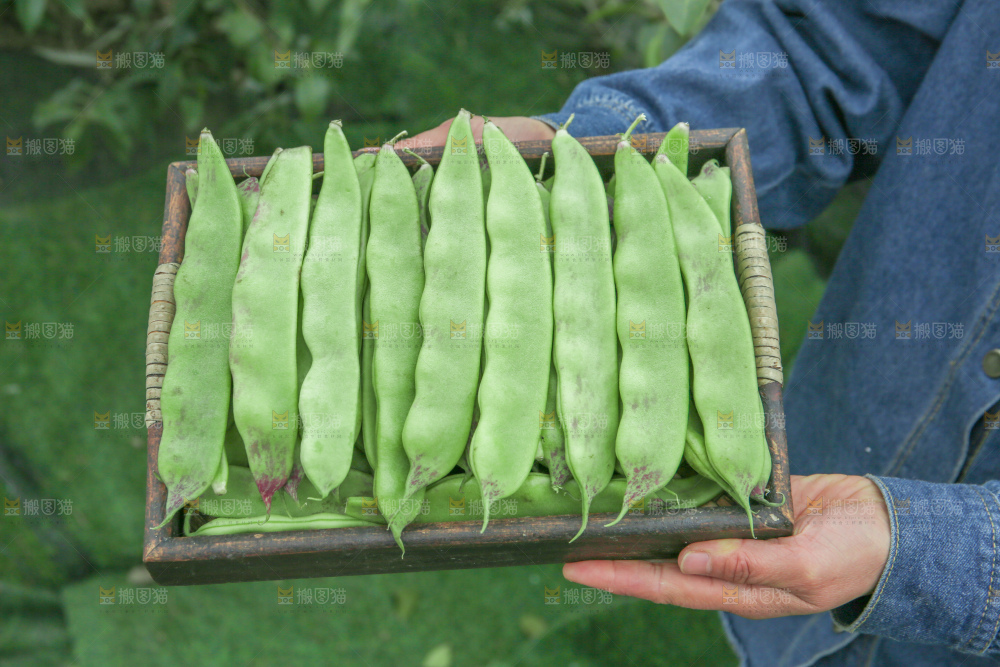 油豆角