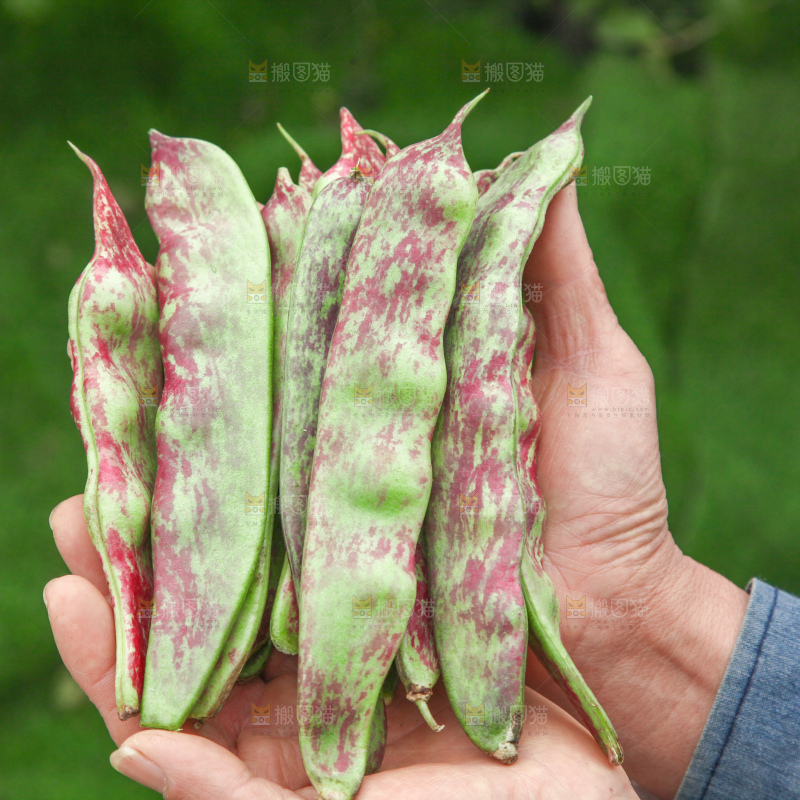 油豆角