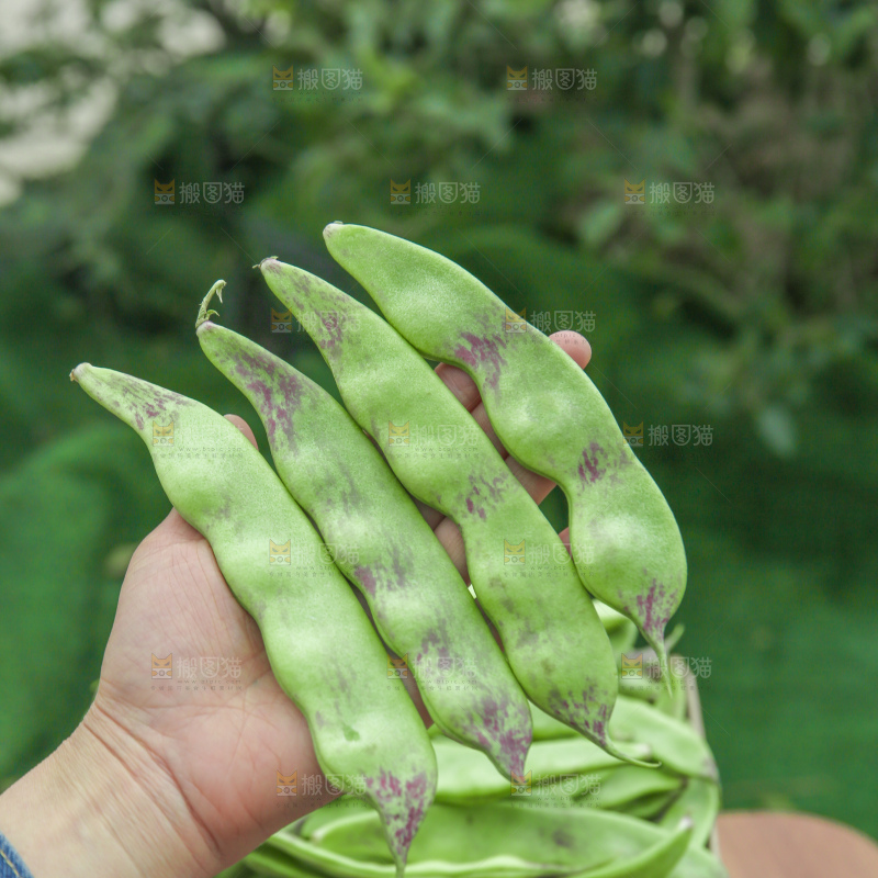 油豆角