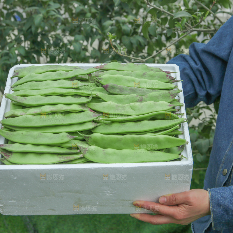 油豆角