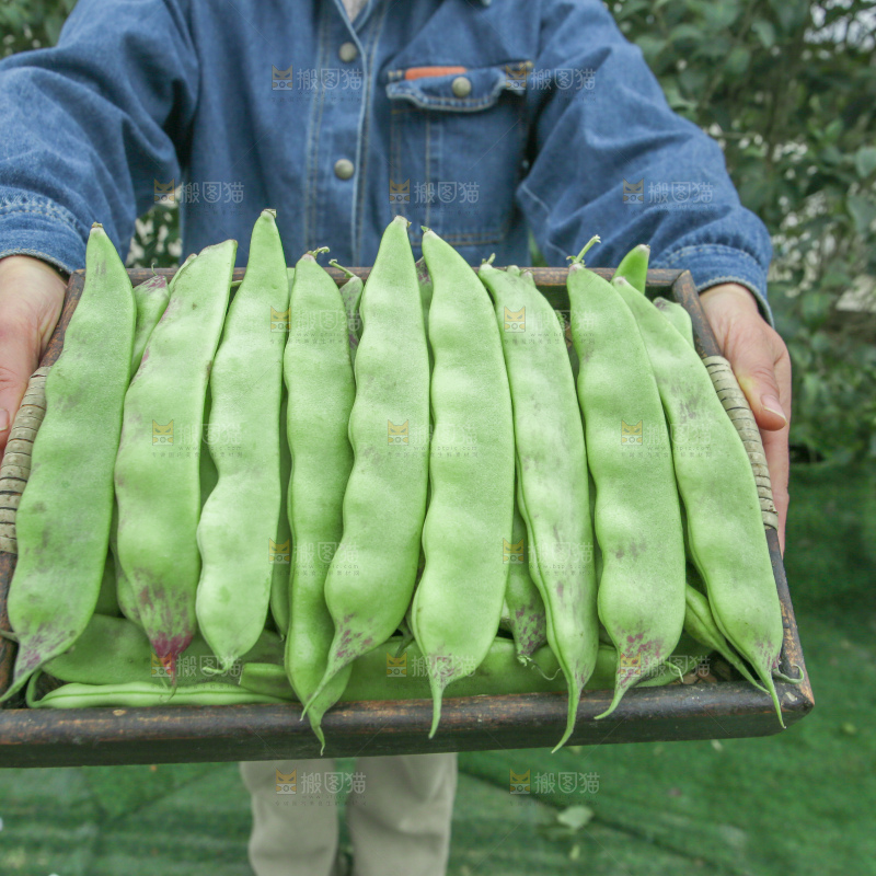油豆角