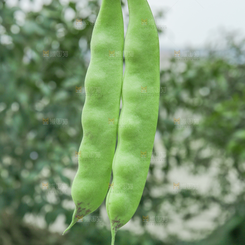 油豆角