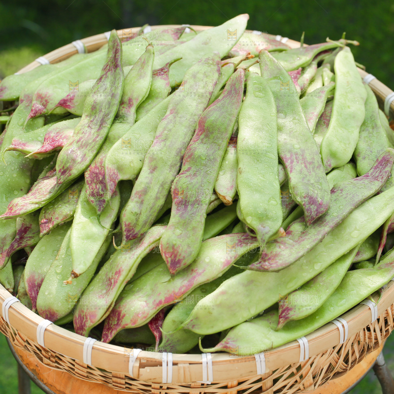 油豆角
