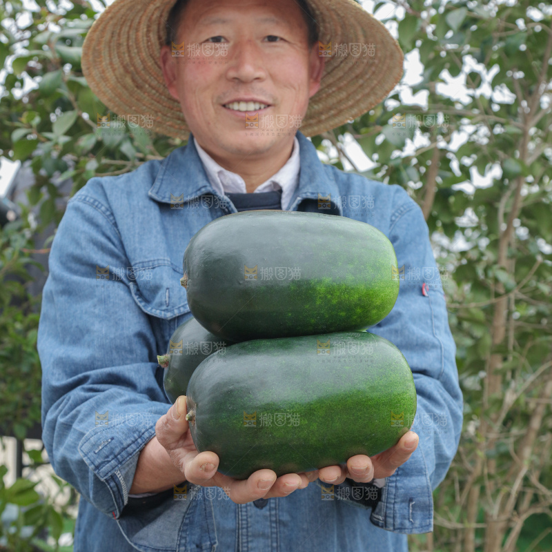 小冬瓜