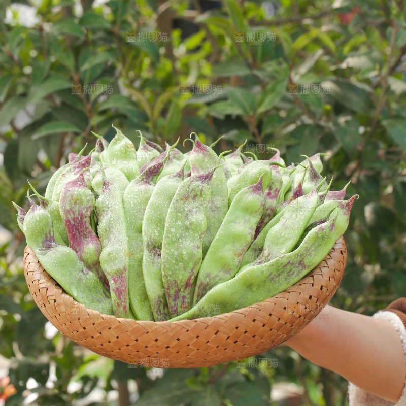 油豆角